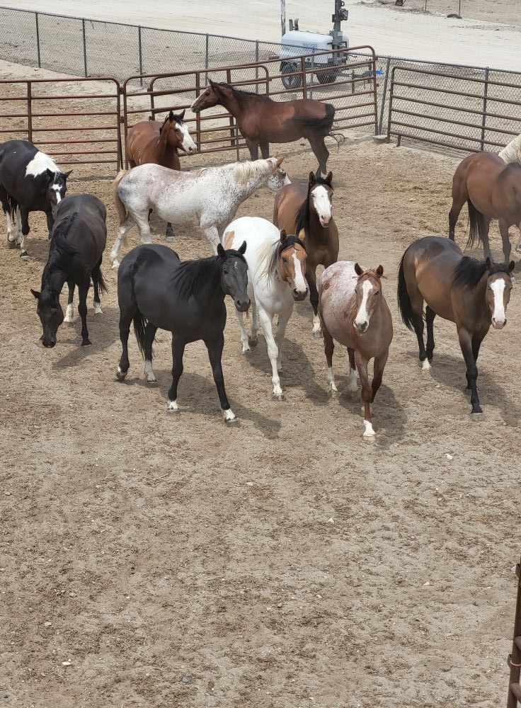 Overland Stage Stampede, Green River Wyoming | Green River WY