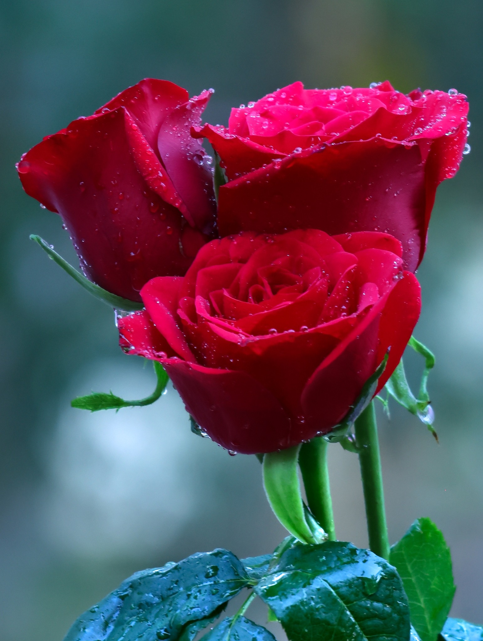 Roses - ️ | Facebook