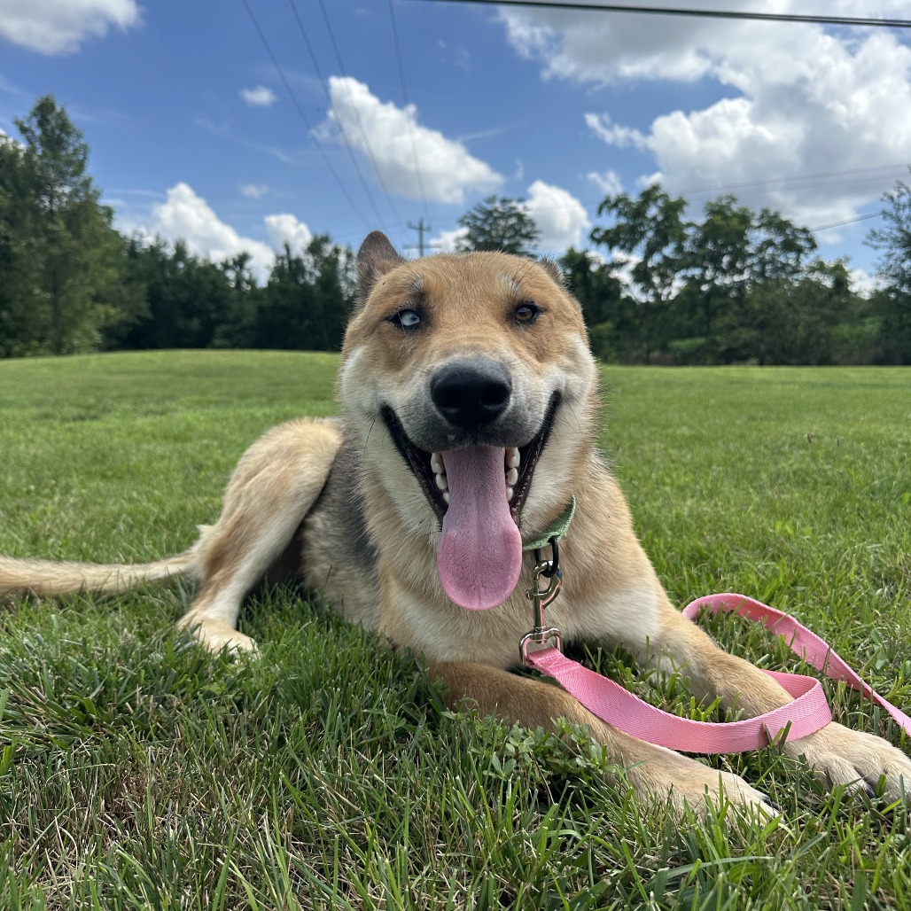 🤩There are so many pets... - Rockingham-Harrisonburg SPCA | Facebook