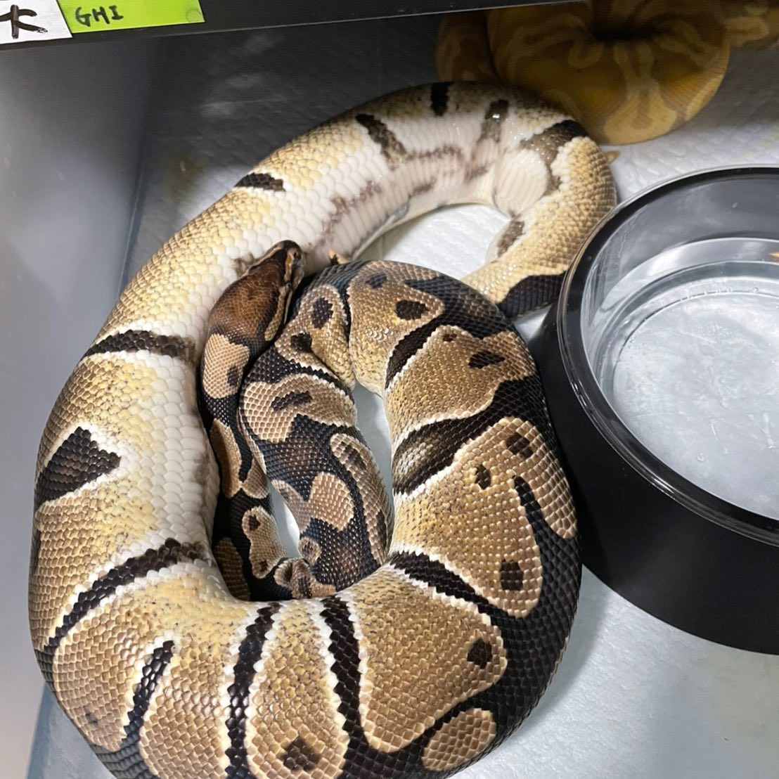 蟒月緣 - 性趣缺缺，進入尾聲了。 。 。 。 。 。 #球蟒 #橘夢球蟒...
