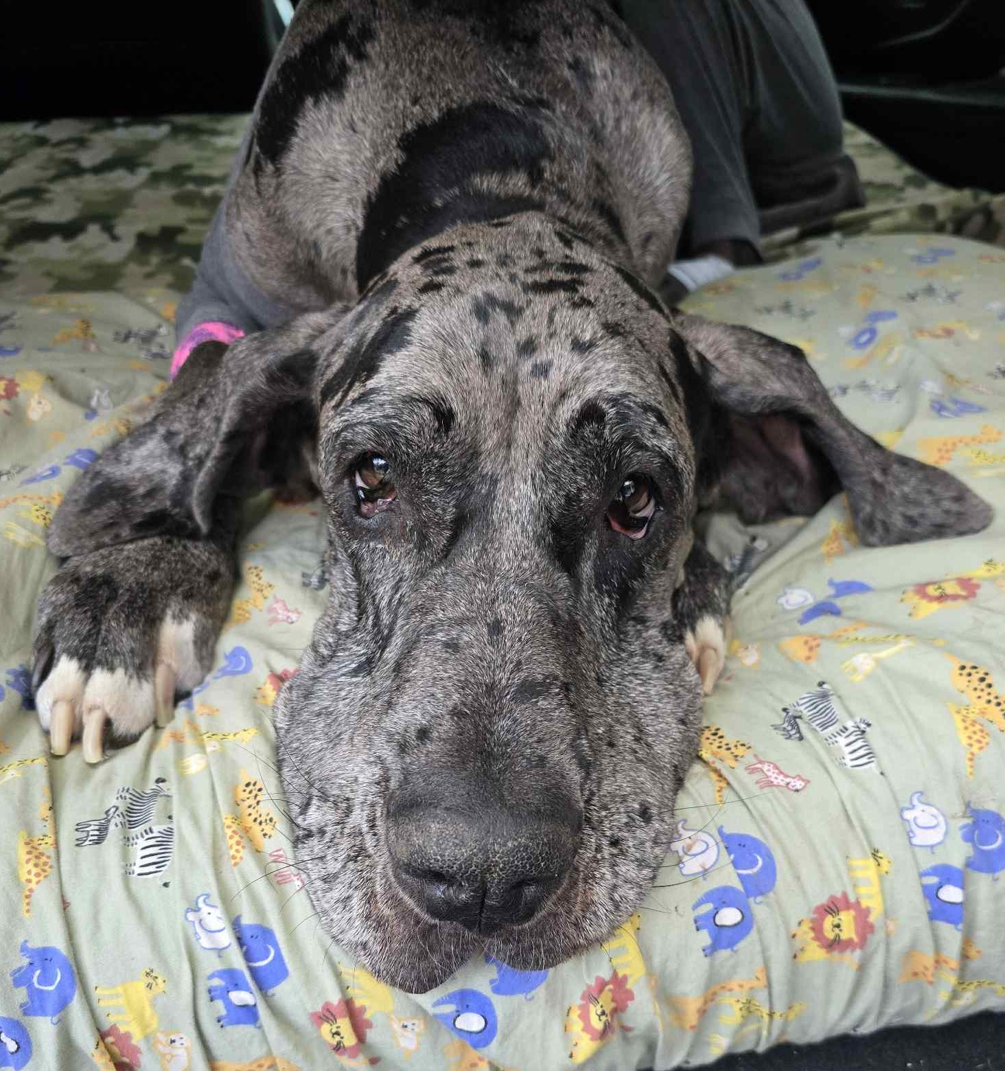 Great Dane Friends of Ruff Love