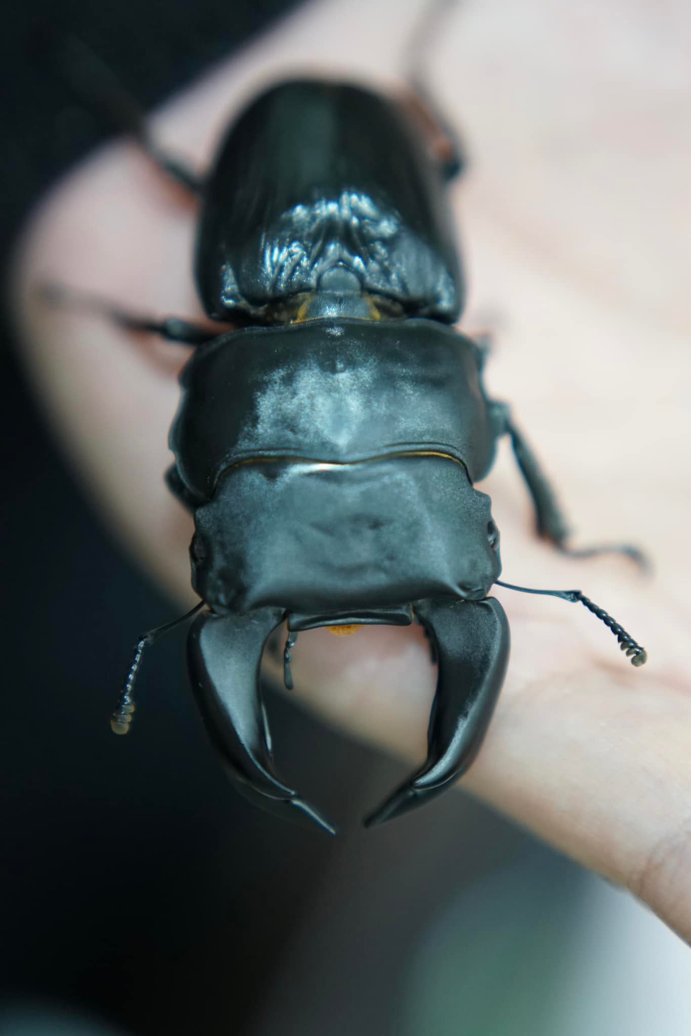觀蟲 - 【 中國大鍬 Dorcus hopei hopei 】 【 2023 種親 】... | Facebook