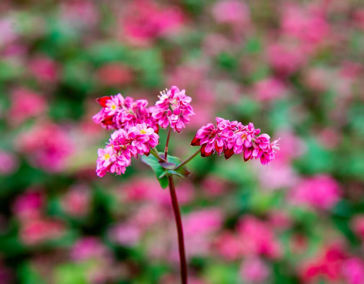 Spider flowers in shades of pink, purple, and white weave a color