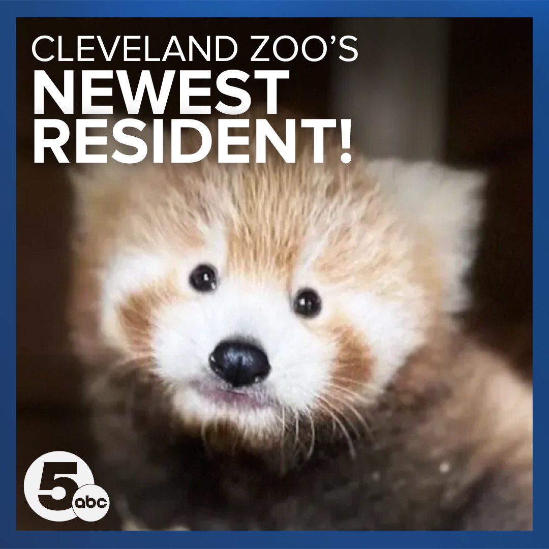 news-cleveland-metroparks-zoo-welcomed-a-baby-red-panda-to-the-family