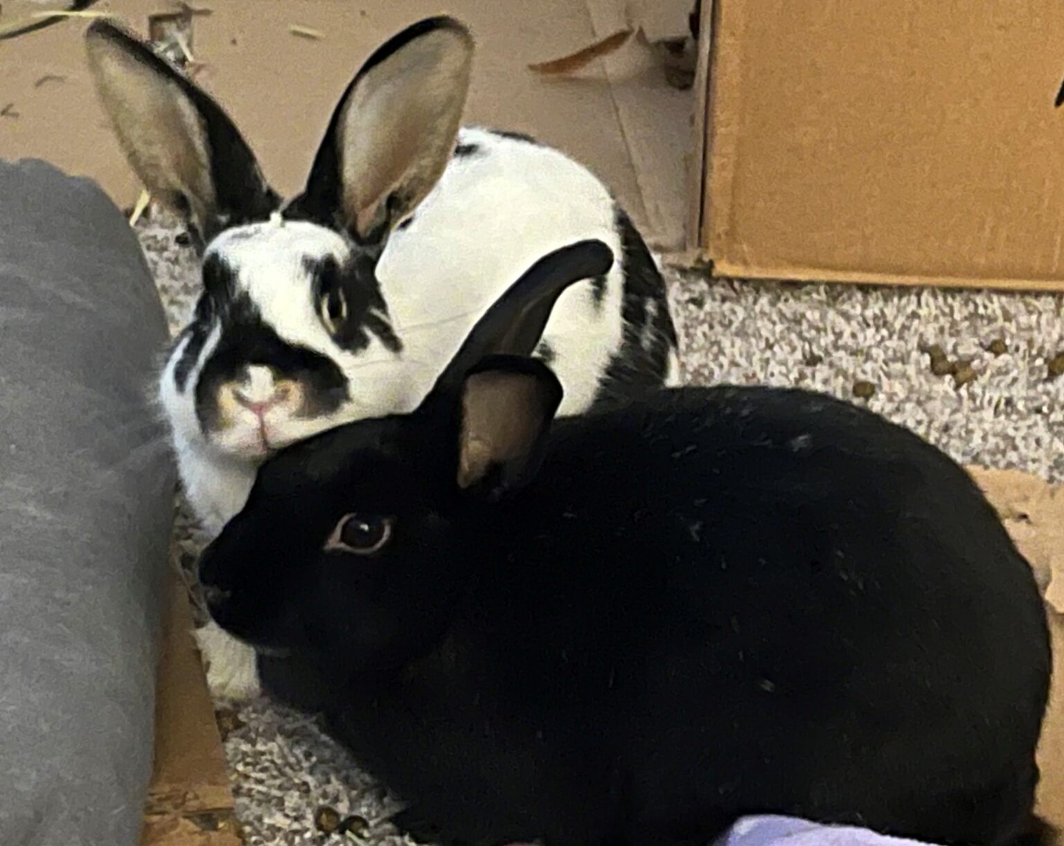 Missouri House Rabbit Society of Kansas City | Lees Summit MO