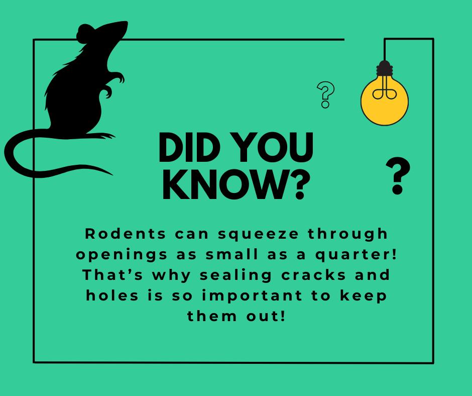 🐭 Did you know that rodents... - Prevent Pest and Moisture | Facebook