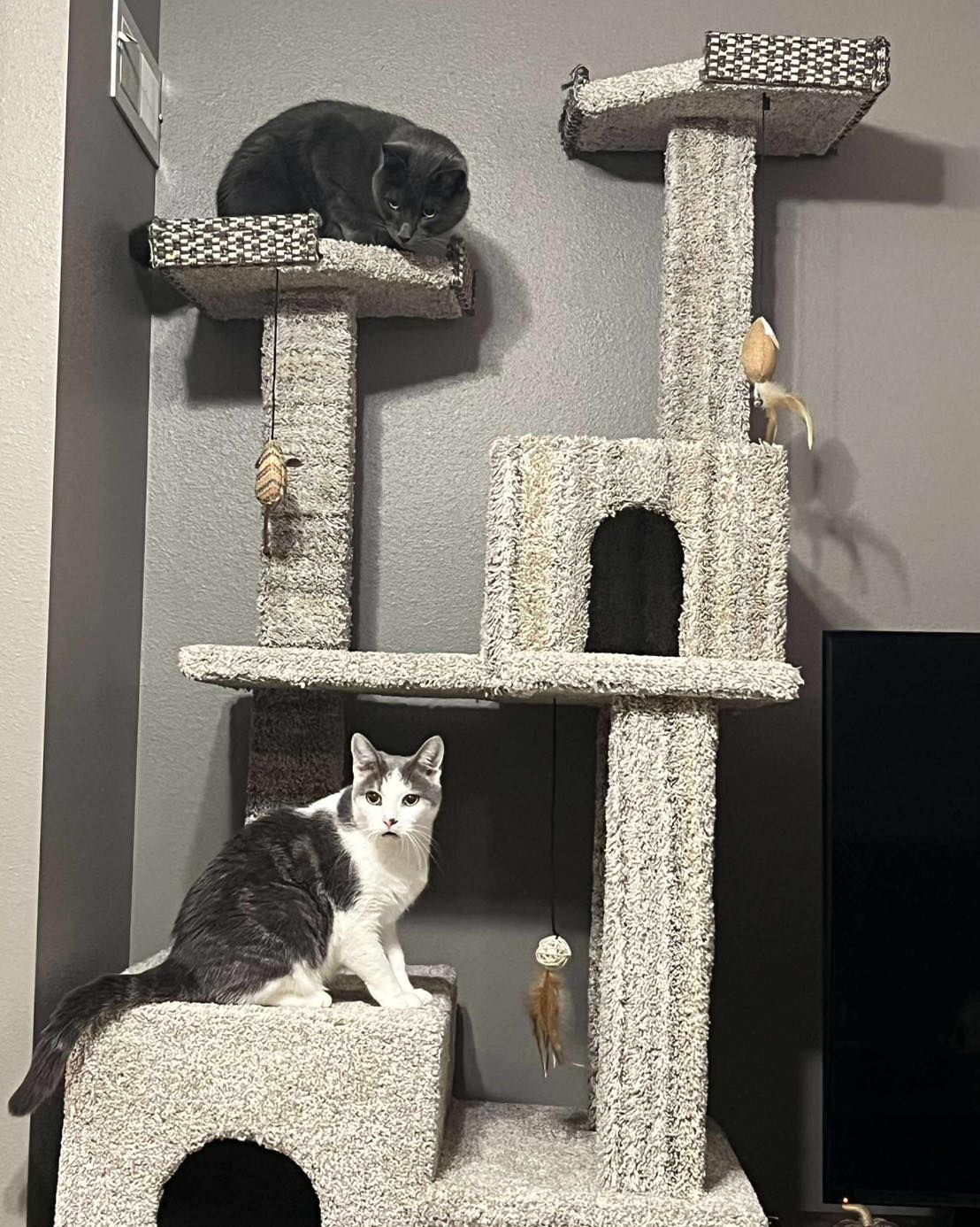 PCHSRochester - Peter (formerly Jujube) is doing so good!... | Facebook