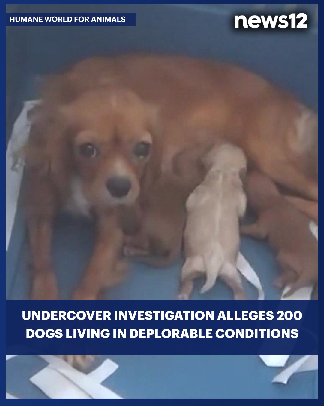 DEPLORABLE CONDITIONS: Humane World... - News 12 Long Island | Facebook