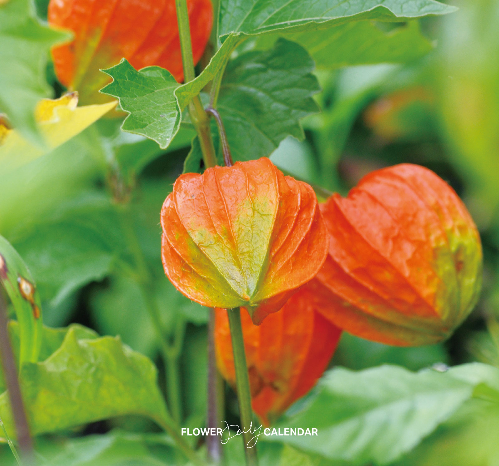 暦生活 - ホオズキ／鬼灯｜花の日めくり 花言葉「身近にある美」 ナス科の多年草。5~6月、薄黄色の花をつけます。やがて萼咢(がく)が成長して ...