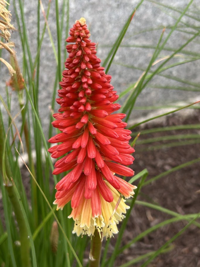 Red hot poker blooms at University of Maryland