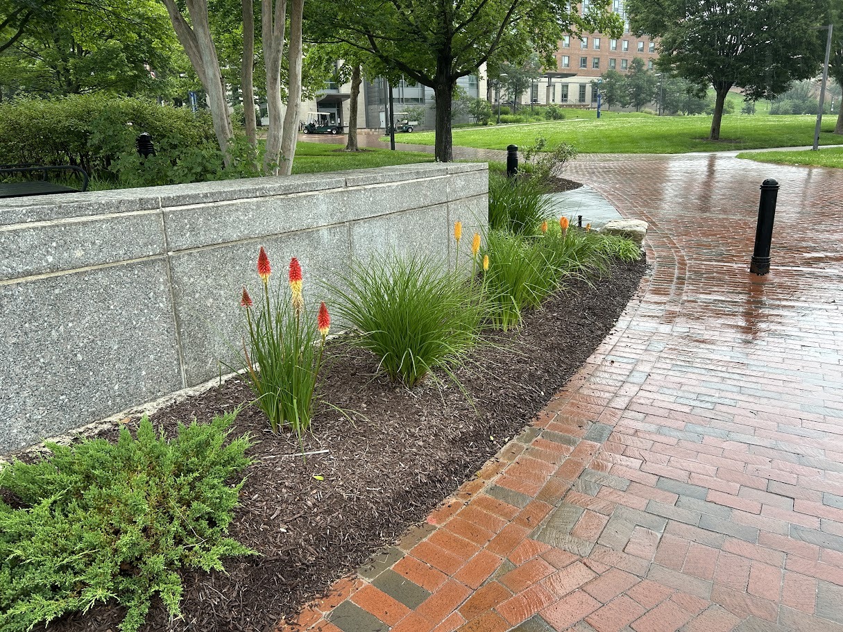 Red hot poker blooms at University of Maryland