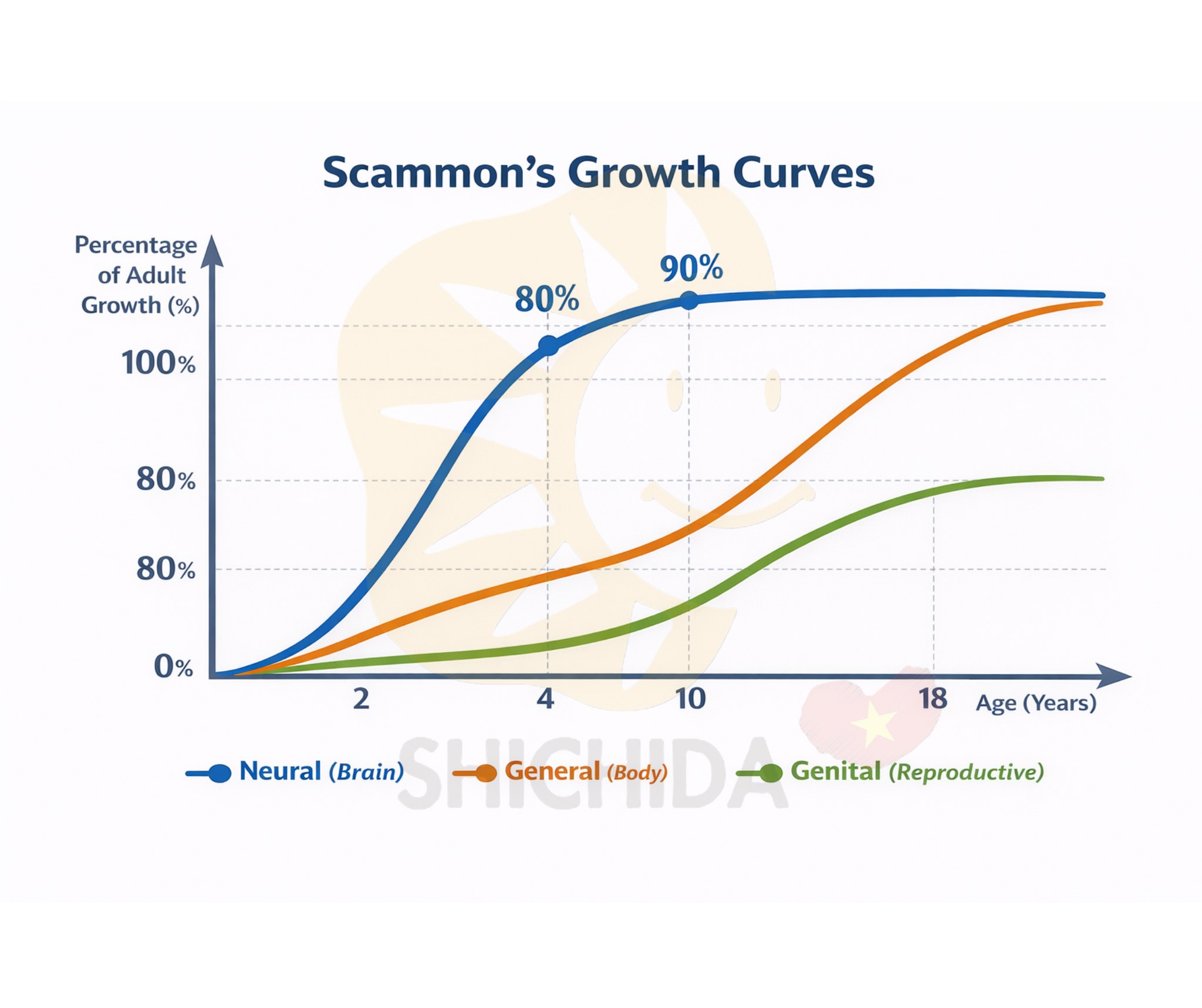 Shichida - 📈 SCAMMON’S GROWTH CURVES – VÌ SAO 0–6 TUỔI LÀ GIAI ĐOẠN ...