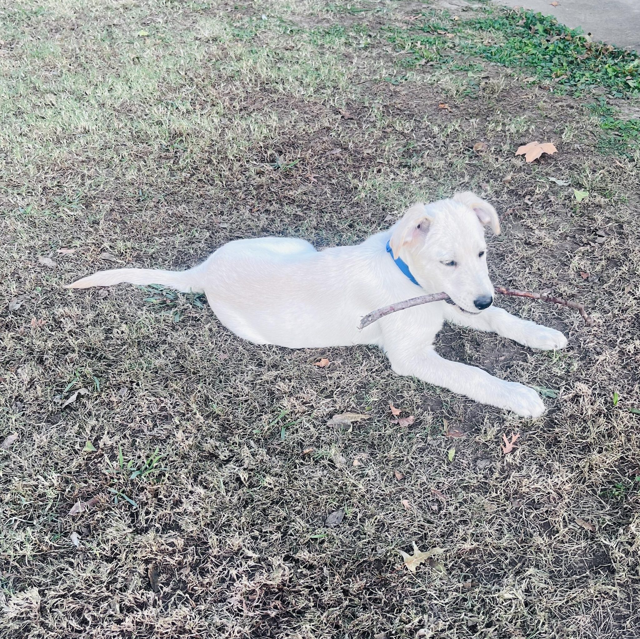 🔥 BONFIRE IS READY FOR HIS NEW HOME!... - Lab Rescue OK, Inc. | Facebook