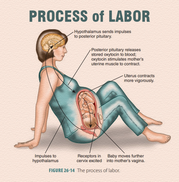 Pregnancy - 🤰 PROCESS OF LABOR Labor is divided into 4 stages: 1️⃣ ...