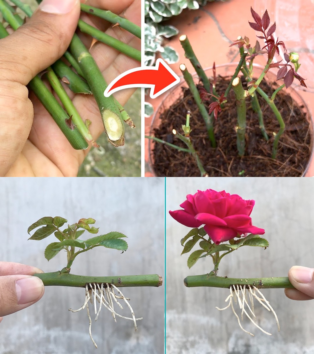 How to propagate roses from... - Nature's Tricks & Tips | Facebook
