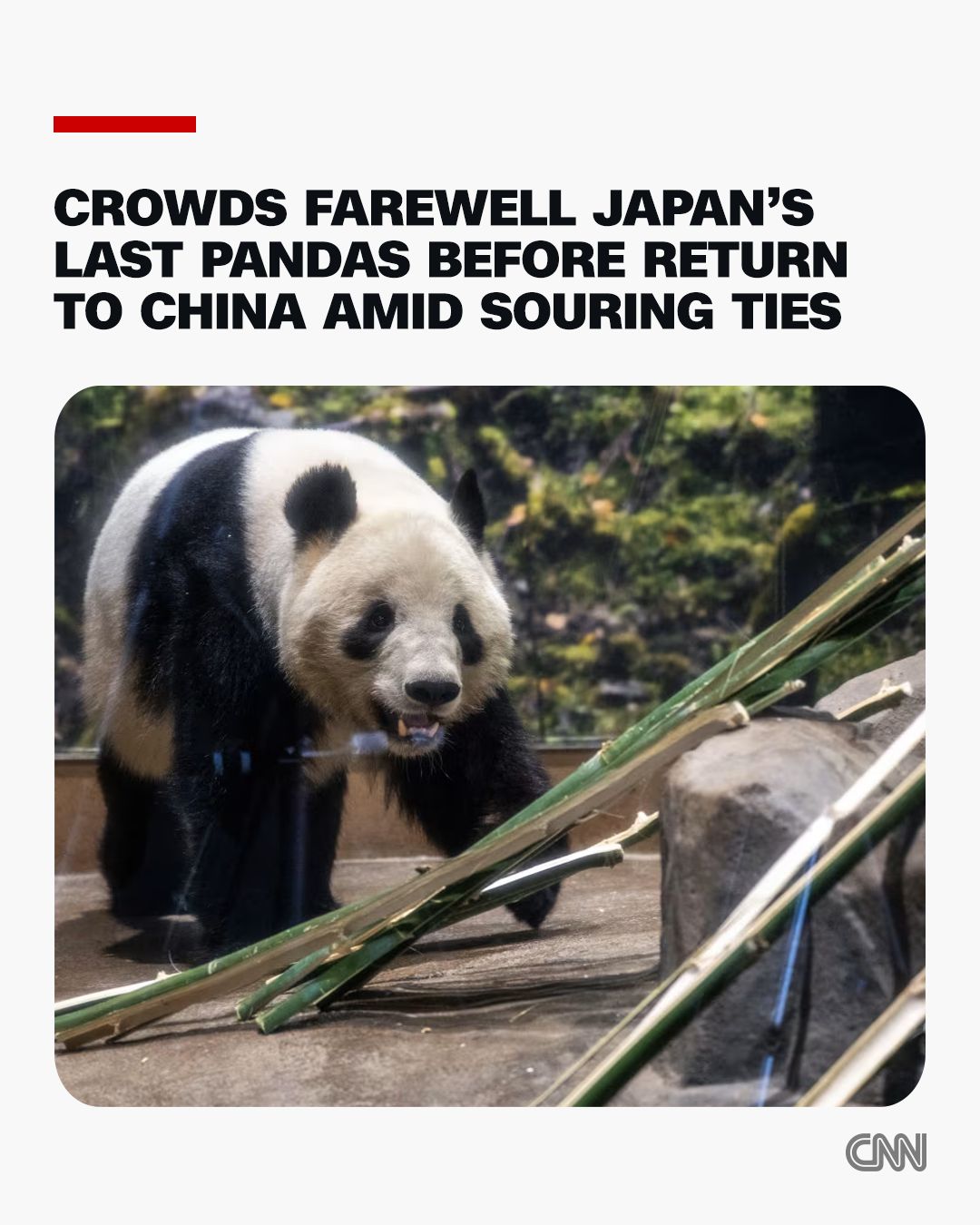 CNN - Japanese fans rushed to farewell the country's last two pandas ...