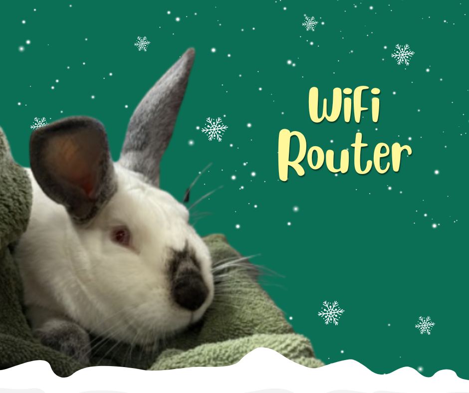City - 📡🐰 ADOPT WI-FI ROUTER 🐰📡 Connection strong. Attitude chaotic ...