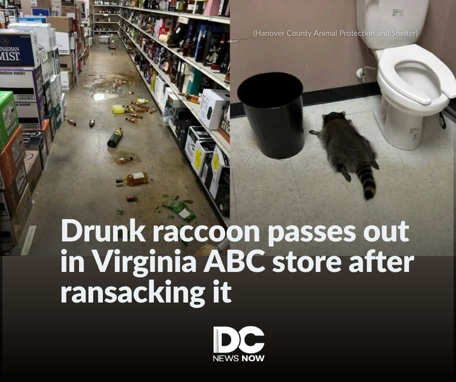 DC - Talk about a bender. A raccoon broke into a Virginia ABC store ...
