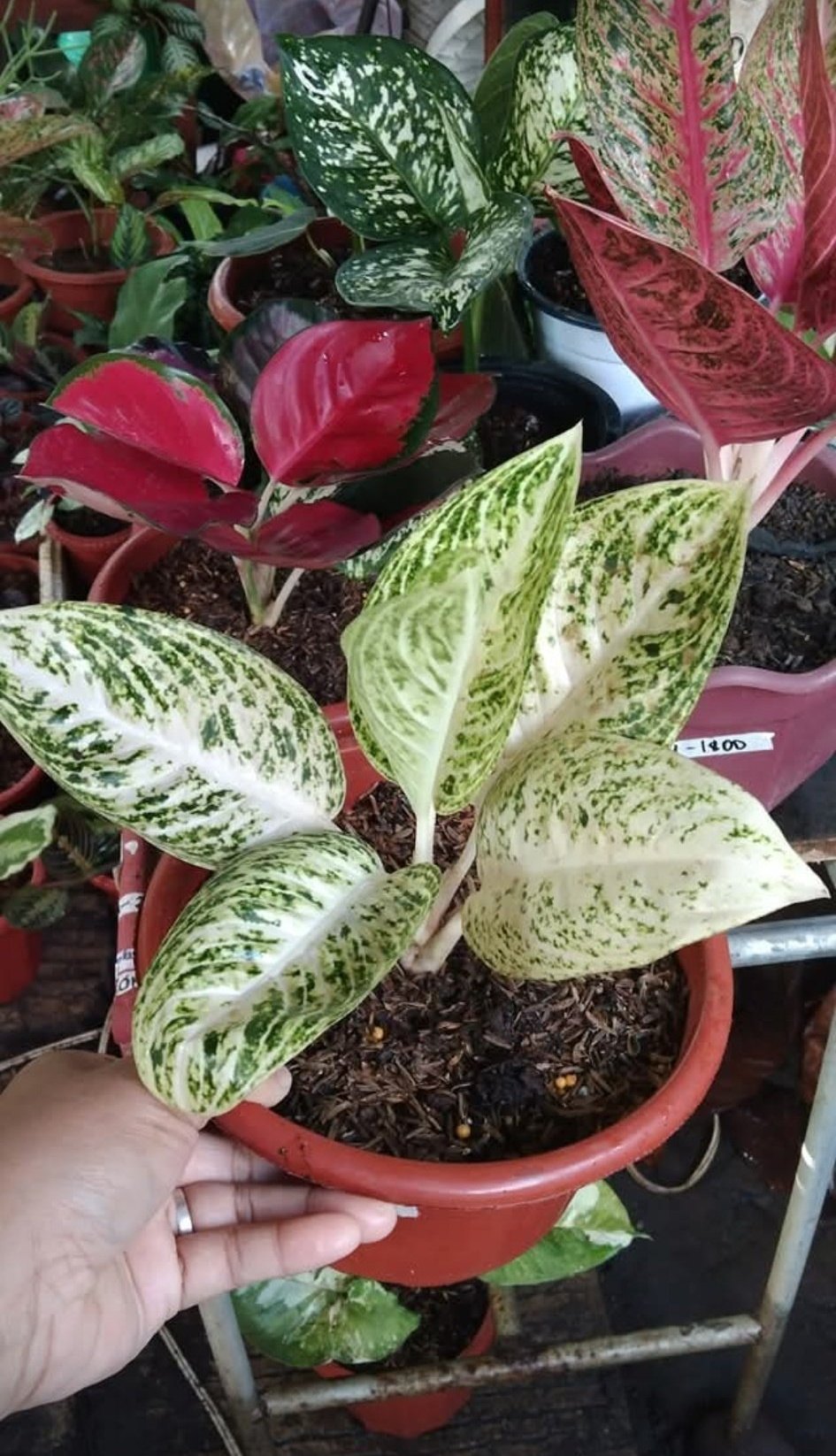 Growing strong, growing beautiful—Aglaonema Harley Quinn