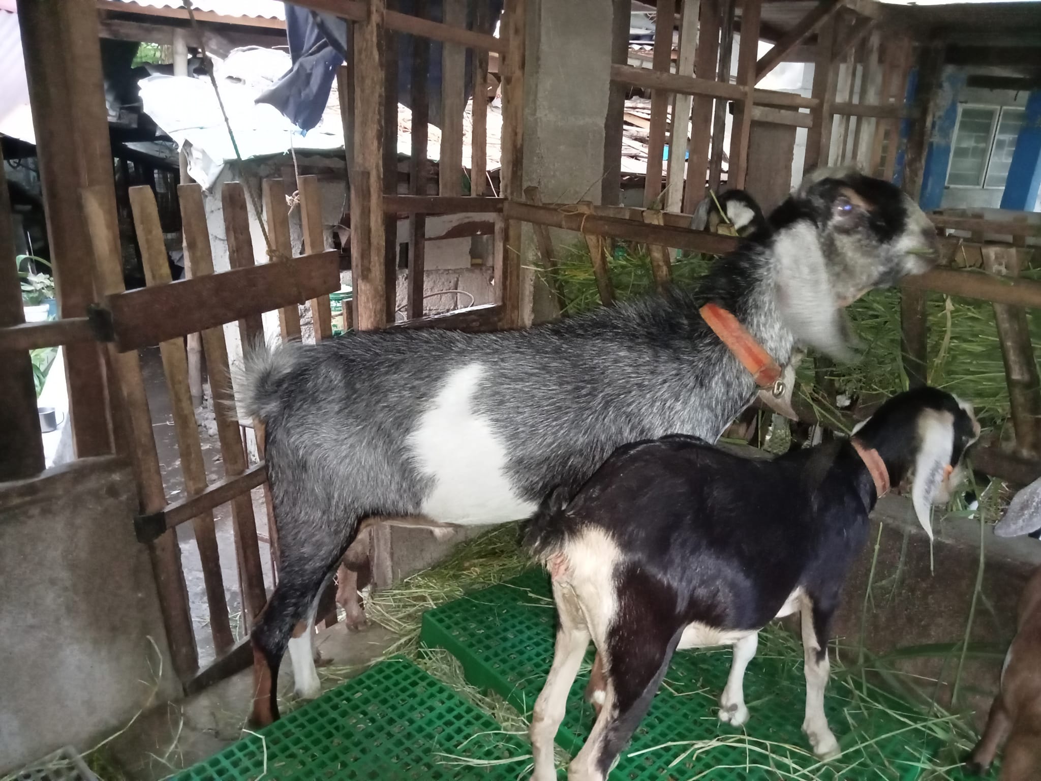 Jupiter Rising bred by L&M Goat Farm... - Hidden Creek Farms | Facebook
