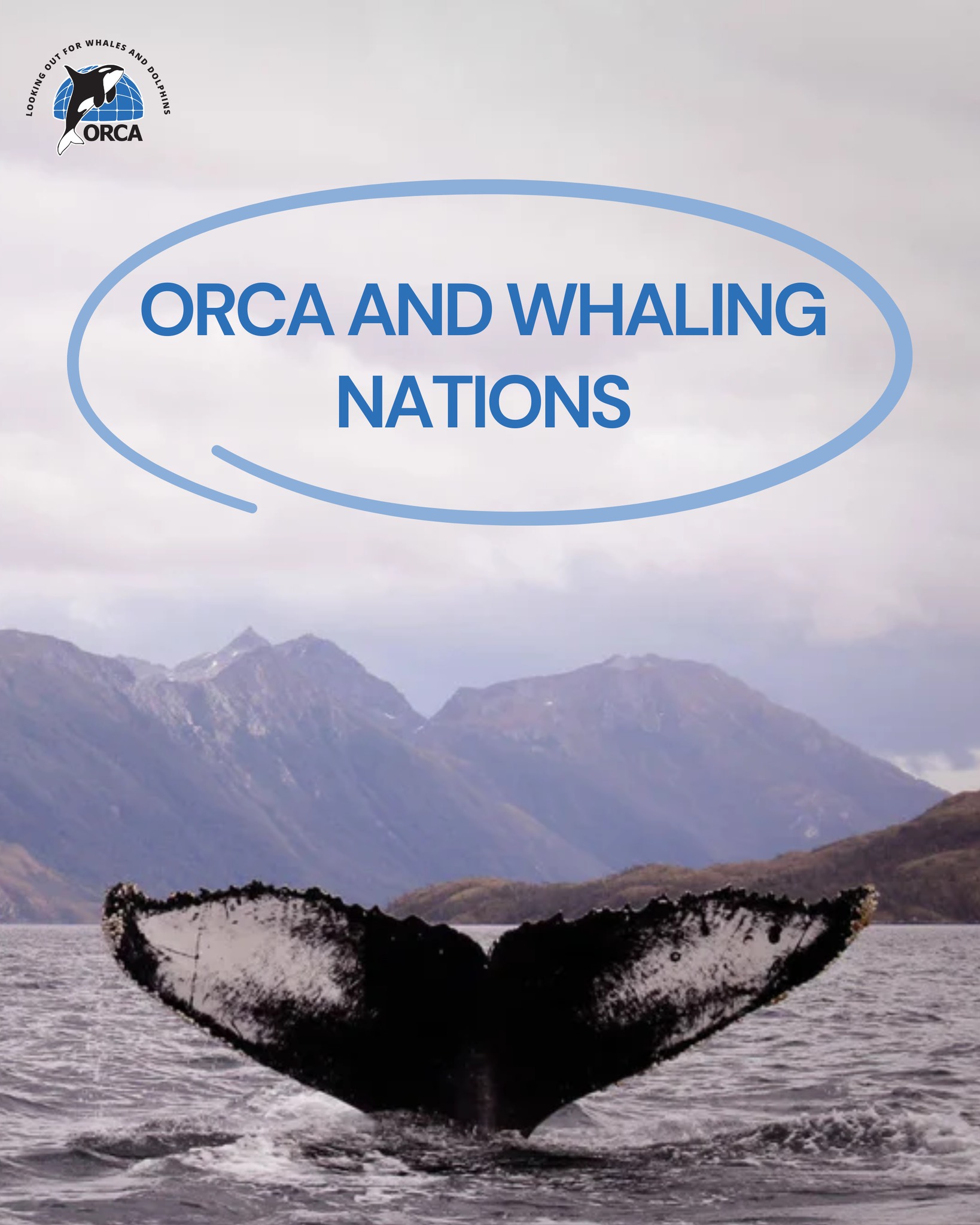 ORCA - We’re often asked why ORCA continues visiting... | Facebook