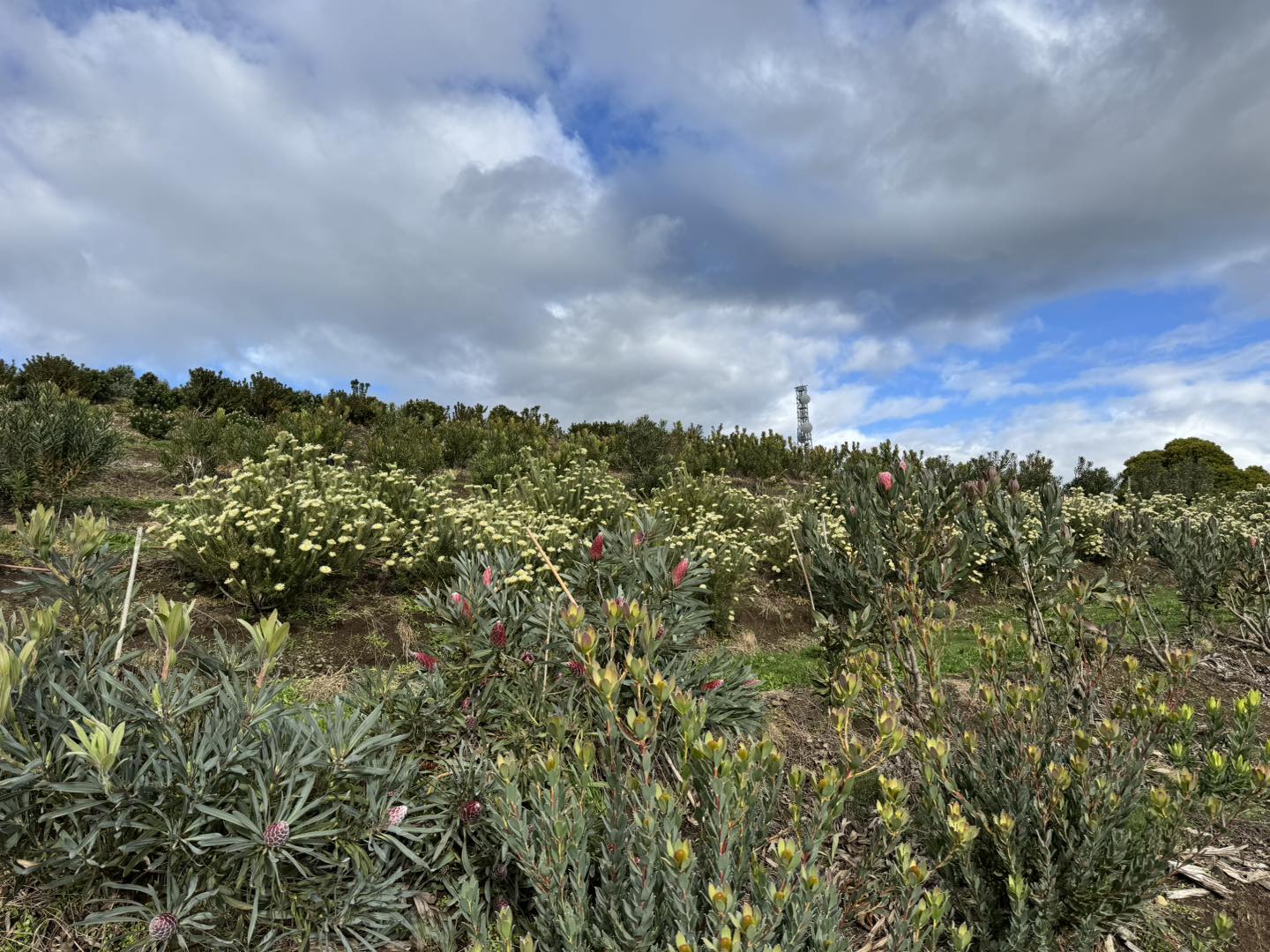 Allambee Flower Farm | Allambee Reserve VIC