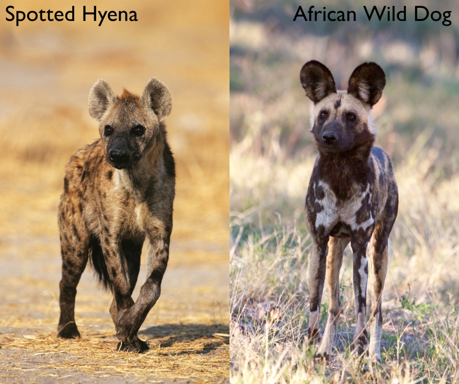 Africa - How to tell the difference between a spotted hyena and an ...