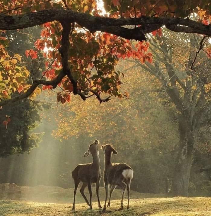 Looking for ID please | Facebook