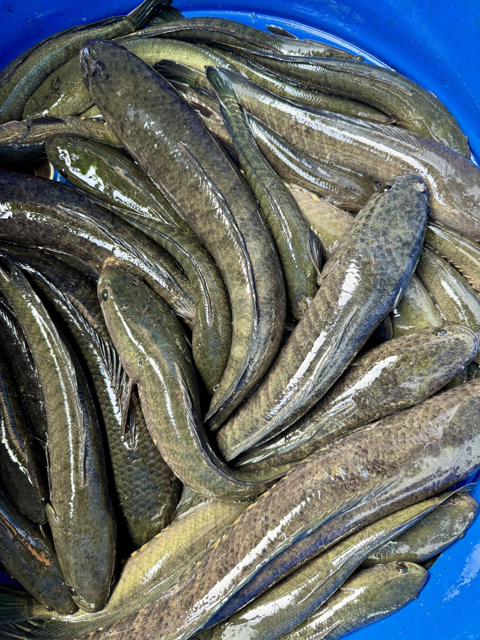 Authentic Native Snakehead Fish #fblifestyle