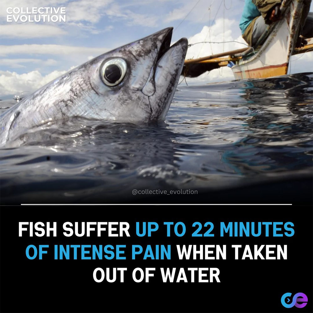 Animal Matters - Fish Suffer Up to 22 Minutes of Intense... | Facebook