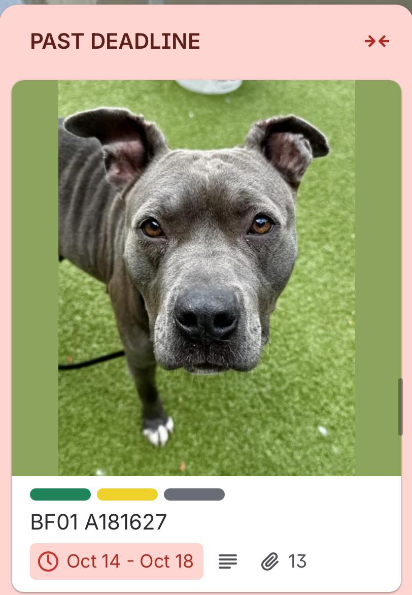 Beauties - AVAILABLE FOR DIRECT ADOPTION OR RESCUE PULL Sweet pretty ...