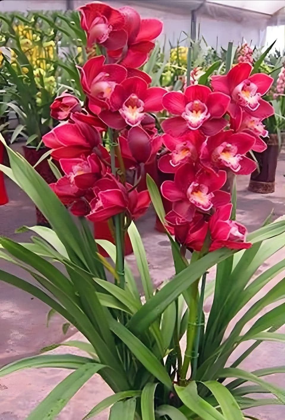 Cycnodes Jumbo Puff Orchid Care and Characteristics