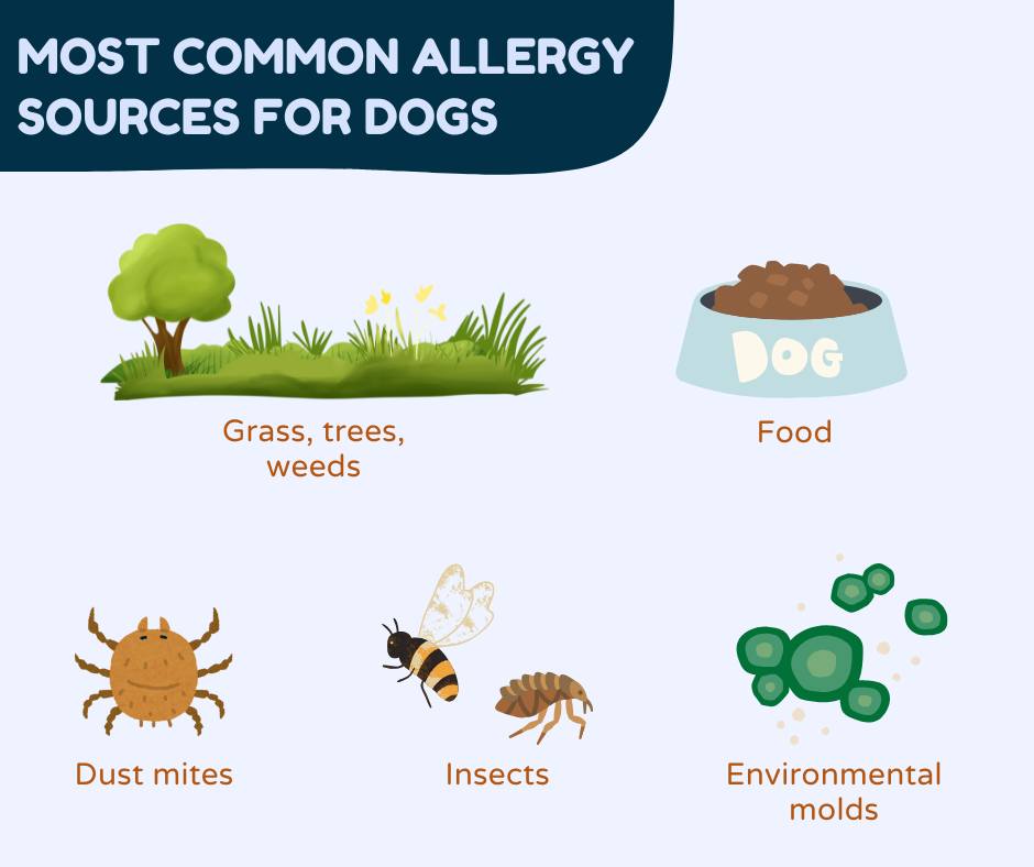 Thumbnail for Dog Food Allergies To Grass And Weeds