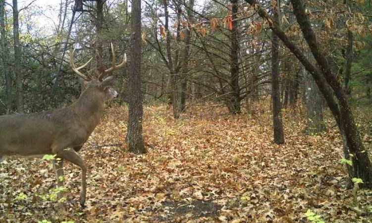 HUNTING - The Secondary Rut Scrape Check While the main rut is over ...