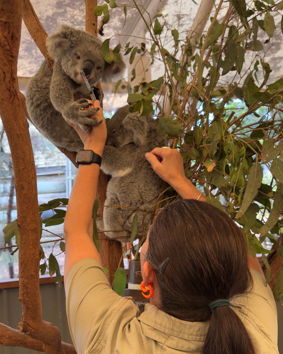 Lone Pine Koala Sanctuary... - Lone Pine Koala Sanctuary