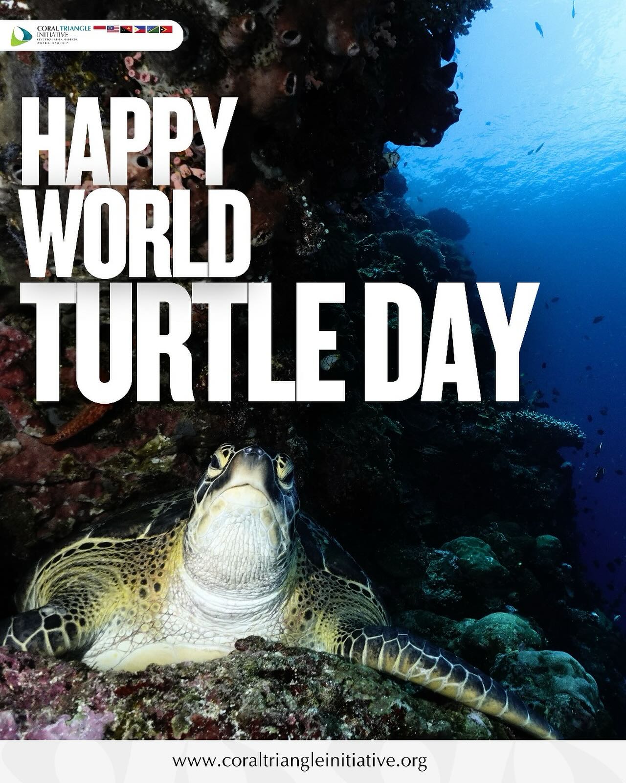 🌊🐢 Happy World Turtle Day! 🐢🌊... - Coral Triangle Initiative | Facebook