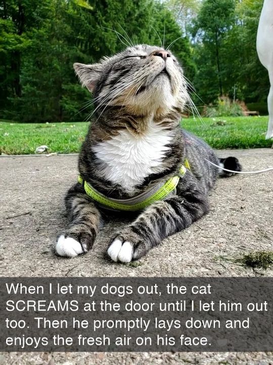 Cat Rumble - Cat Rumble added a new photo.