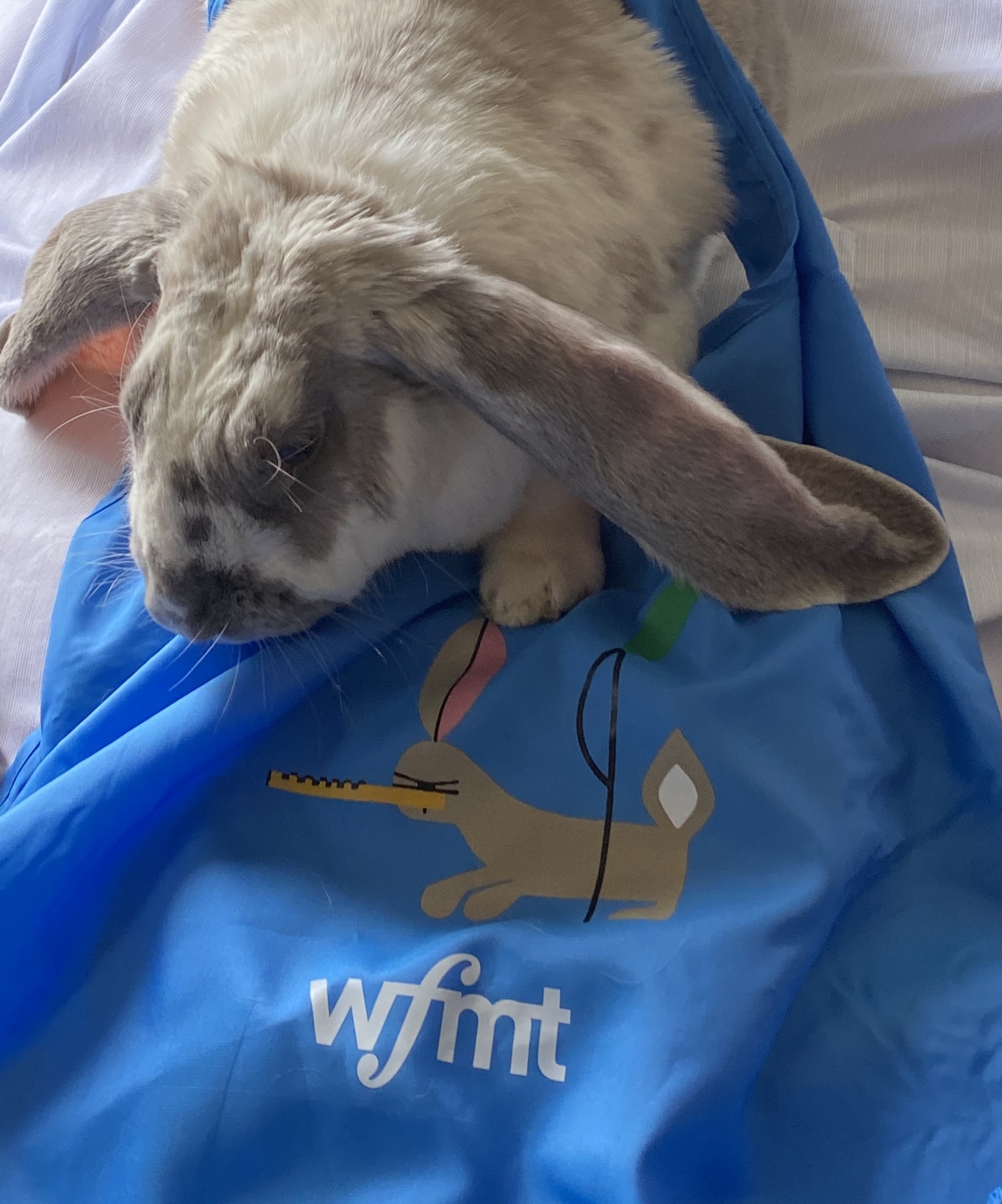 WFMT - As a self-proclaimed 'bunny dad,' morning host John Clare couldn ...