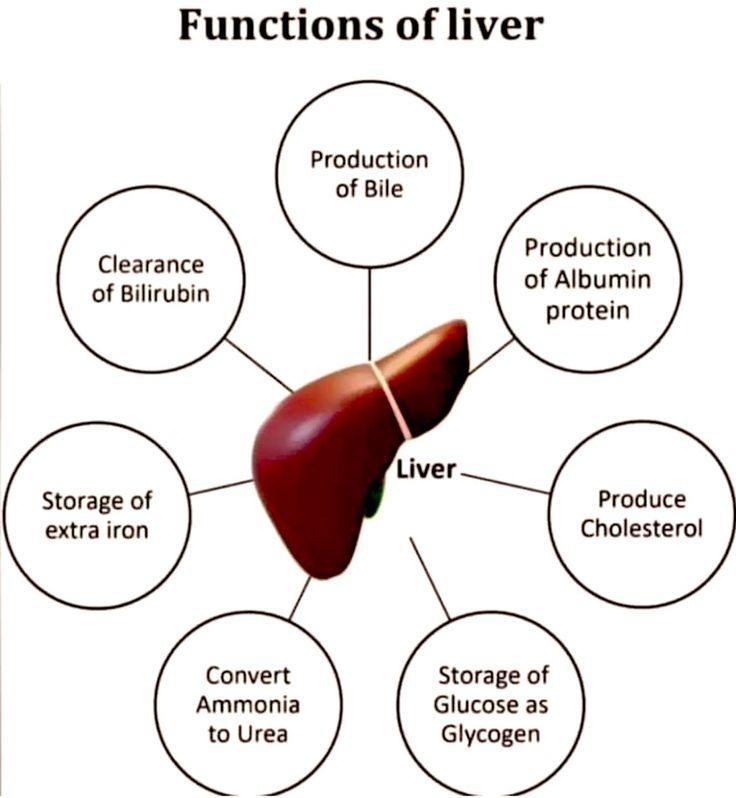 Biology - Functions of the Liver – The Body’s Chemical Factory The ...