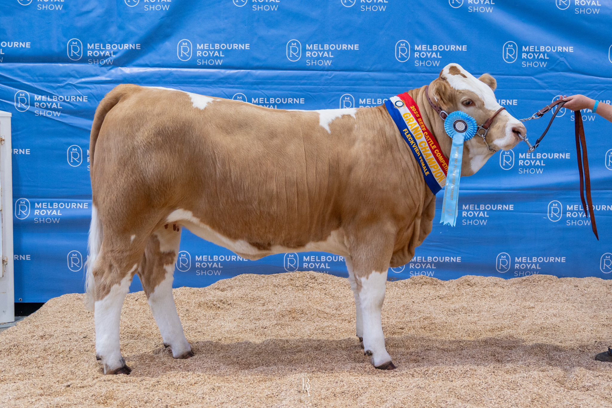 Trad... - Traditional Simmental Fleckvieh Society of Australia