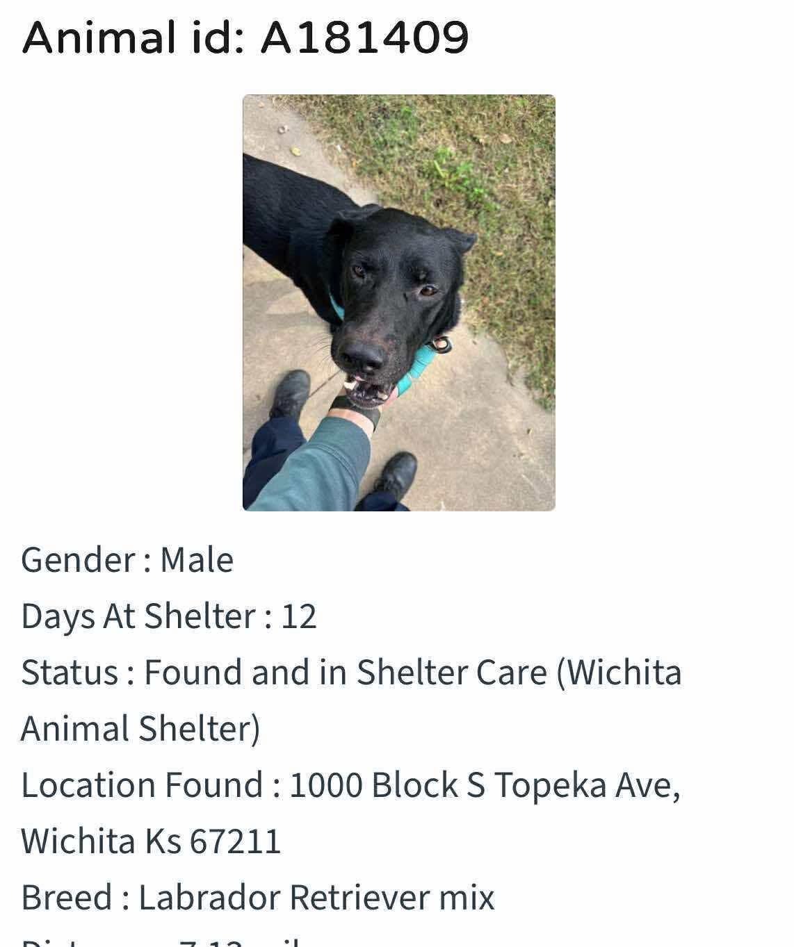 Beauties - Confiscated Came in with another dog that was rescued kennel ...