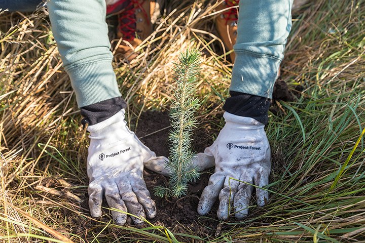 Project Forest - 🌲 Celebrating Five Years of Rewilding 🌲... | Facebook