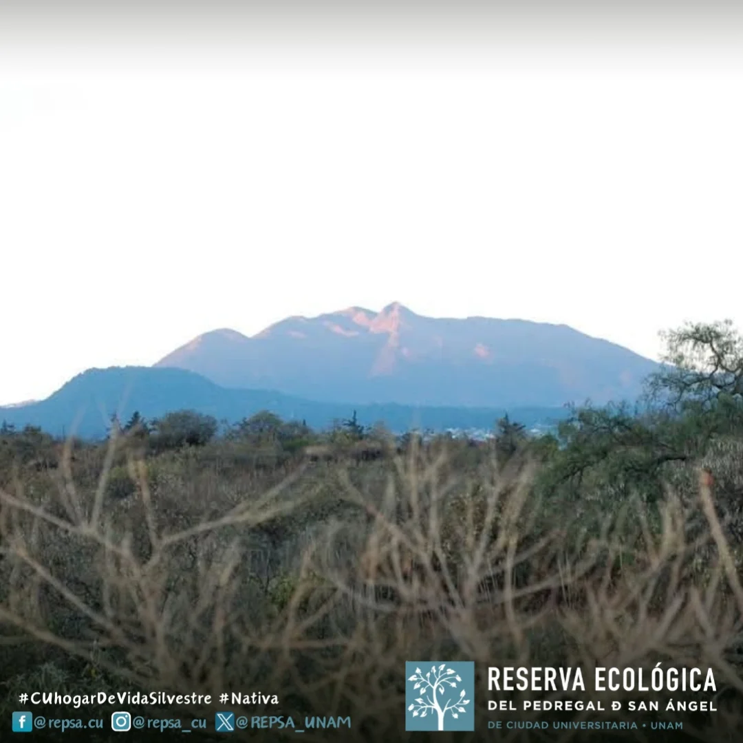 REPSA - #RecomendaciónREPSA🌋 Conoce la paleta vegetal con enfoque ...
