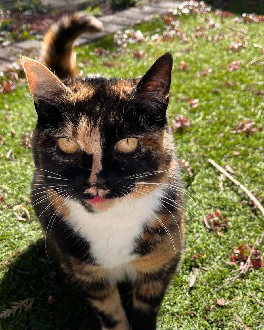 🌈 In... - Mansfield Cat Rescue registered charity 1193319 | Facebook
