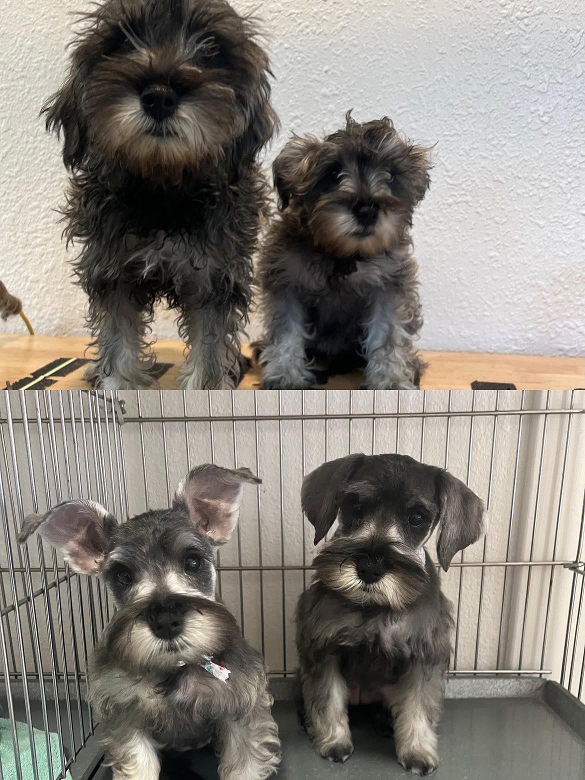 Debbie's - From scruffy to snazzy! These Schnauzer siblings cleaned up ...