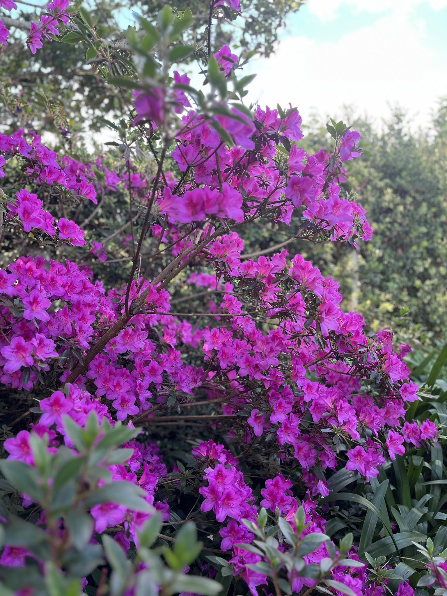 Cultivate Comboyne | Comboyne NSW