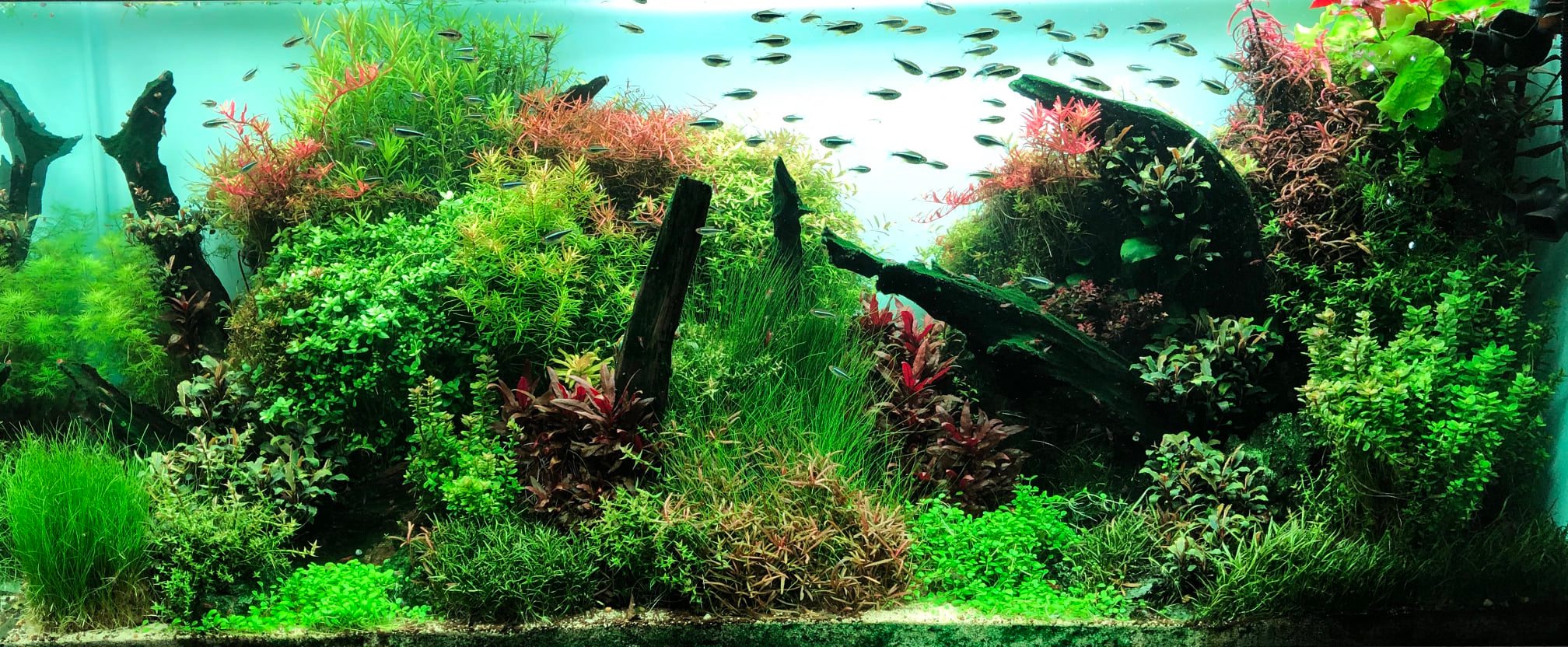 Akvarijnirostlinky - SURPANshop.cz - Slibované rostliny InVitro nyní na ...