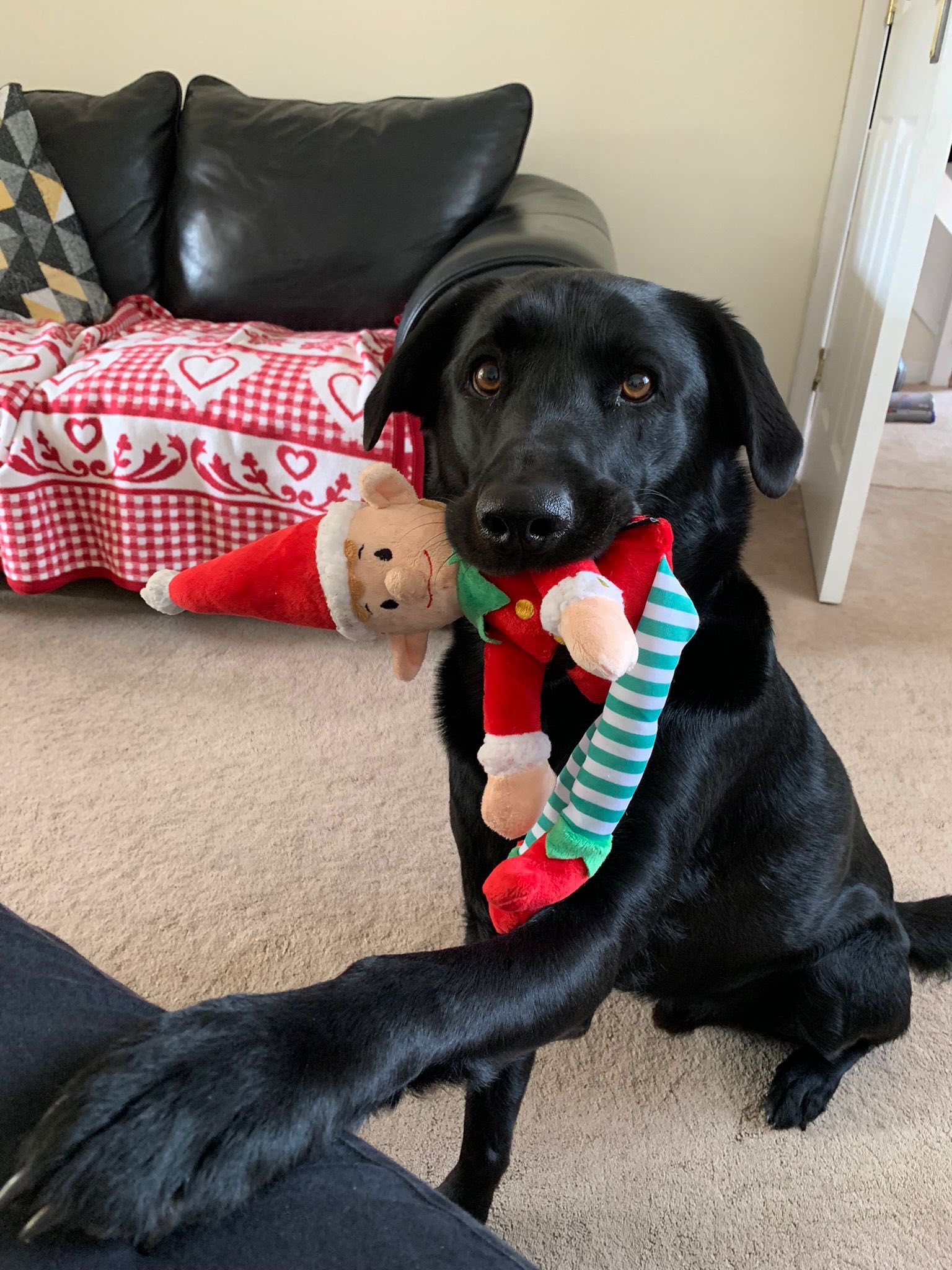 Labrador Retriever Rescue Scotland