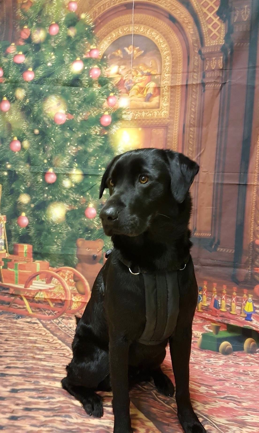 Labrador Retriever Rescue Scotland