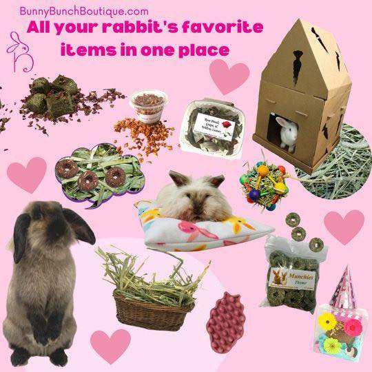 Do you know Bunny Bunch? 🐰💚... - Bunny Bunch Rabbit Rescue | Facebook